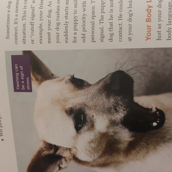 Dog Training Guide Book - Picture 12 of 15